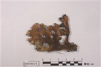 藏品(牛皮葉屬)的圖片